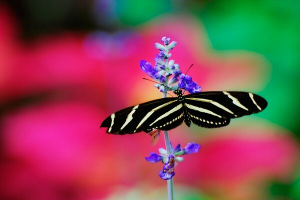 Papillon noir et blanc sur une fleur bleue