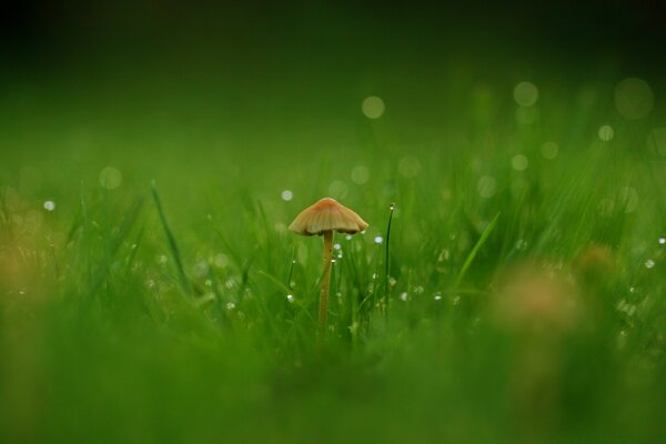 Macro photography of a mushroom on a background of green grass