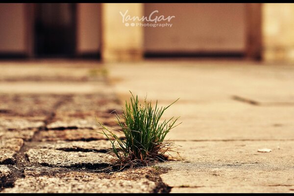 Photographie macro d un bouquet d herbe à partir d un carreau de tratuar