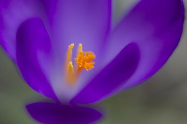 Fotografía macro de la flor de la lila del Iris