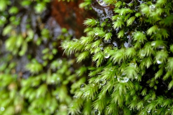 Macro agujas de Navidad con gotas de rocío