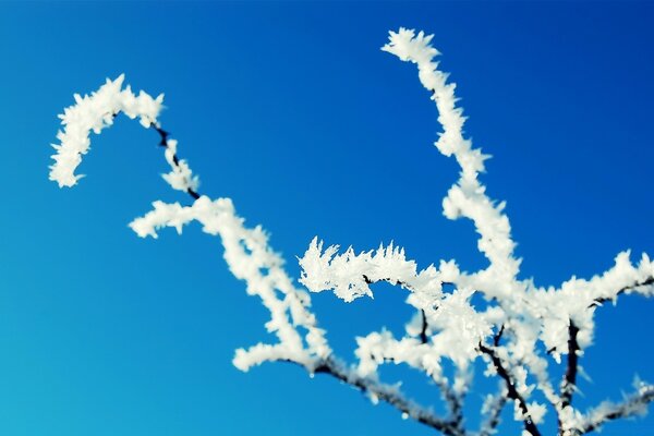 Der Frost bedeckt den Zweig zur Hälfte