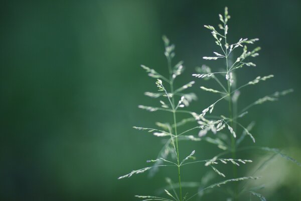 Yeşil çimlerin güzel Makro Fotoğrafçılığı