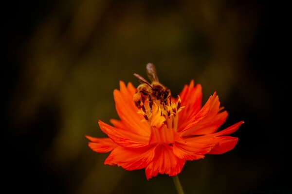 La abeja y la flor están hechas el uno para el otro