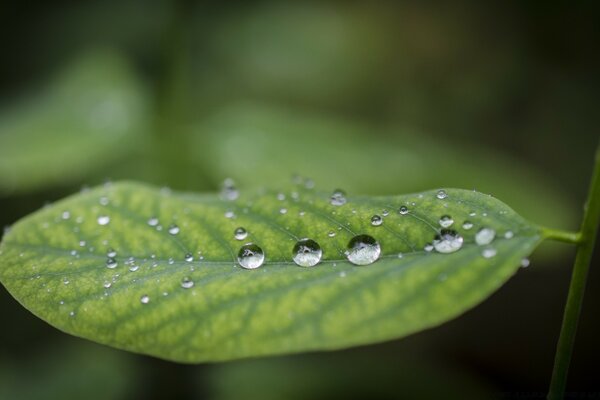 Macro photography of dew drops on a sheet