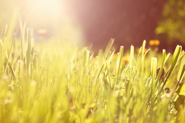 La lumière du soleil tombe sur l herbe