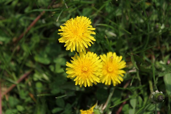 Micro-photography of a yellow flower in summer