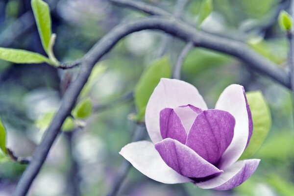 Macro desfocada das folhas das flores