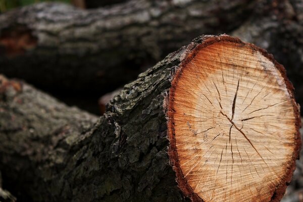 Micrography of tree bark and rings