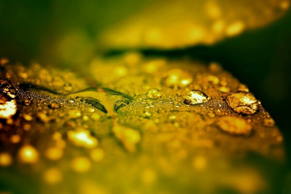 Fotografía macro de una gota de agua en una hoja