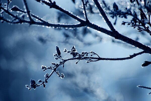 Macro photography of a tree branch against the night sky