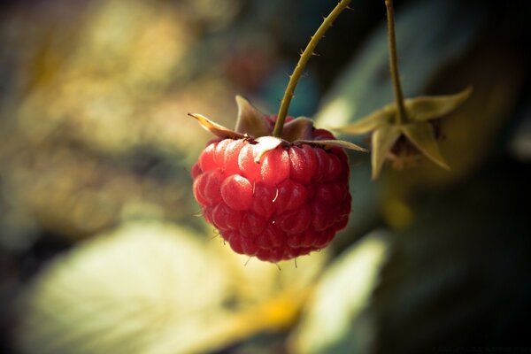 The last raspberry this year