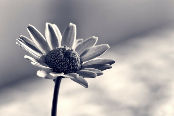 Black and white photo of a daisy