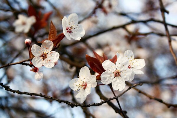 Kirschblüten am Baum Makro