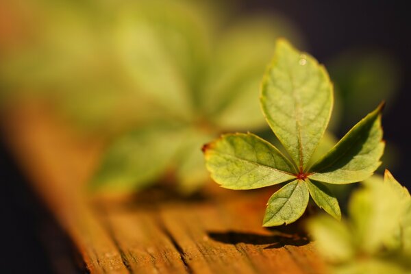 Fotografía macro de plantas con fondo borroso