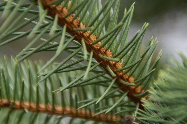 Macro photography green needles on a pine branch