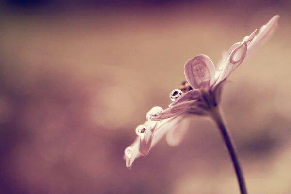 Fotografía macro blanca negra de la flor