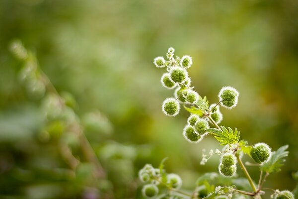 Green twig with balls and leaves