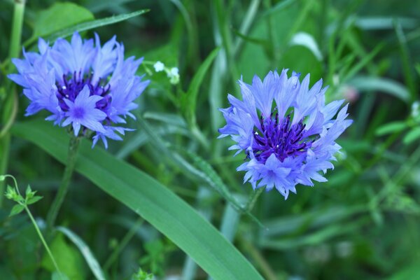 Flores silvestres en hierba verde