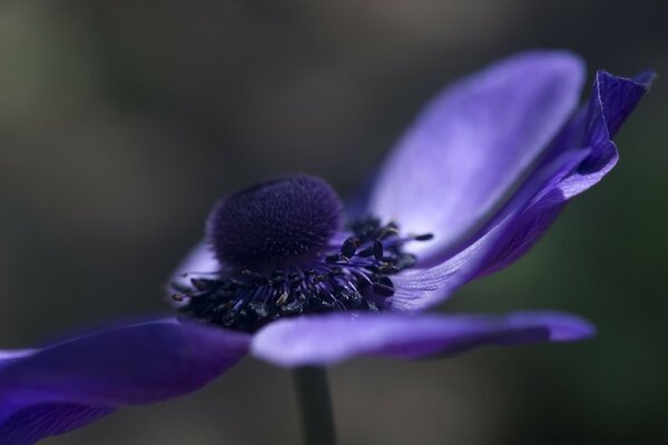 Fleur pourpre floue en macro