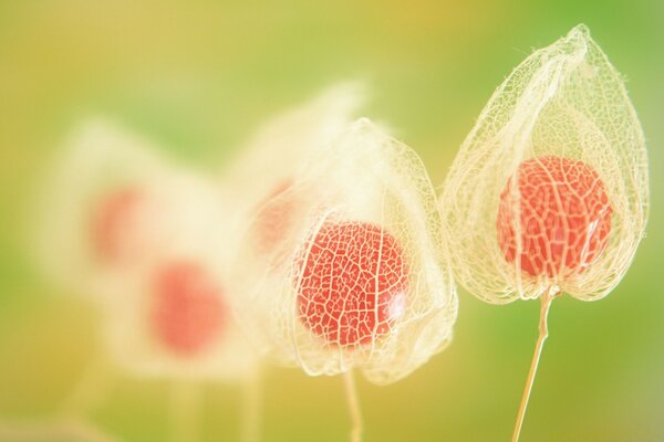 Fotografía macro de la naturaleza del verano, flor