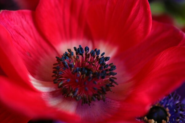 Blume in der Natur im Sommer