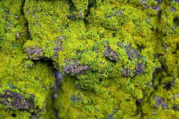 Photographie macro de mousse verte sur pierre