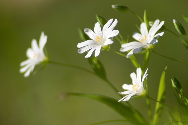 Makrofotografie. Kamillen. Flora. Sommer