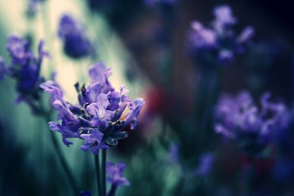 Iris-las flores más bellas