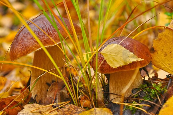 Steinpilze in gelben Blättern