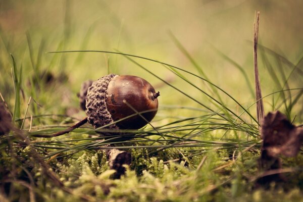 Acorns are an excellent food for pigs