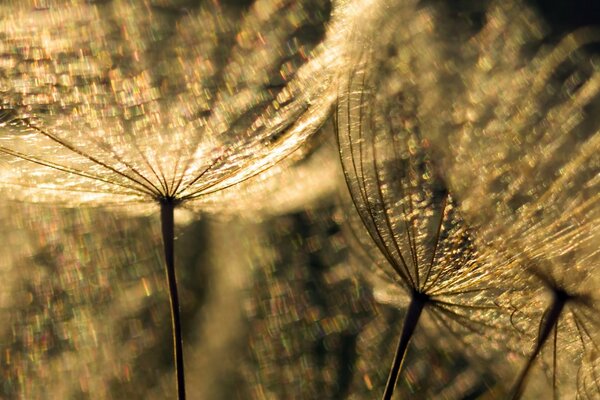 Macrophotographie. Synopsis. Flore en plein air