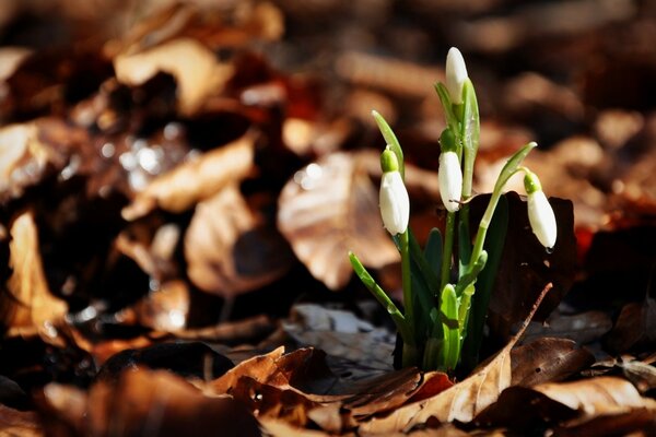 Réveil du début du printemps dans la forêt