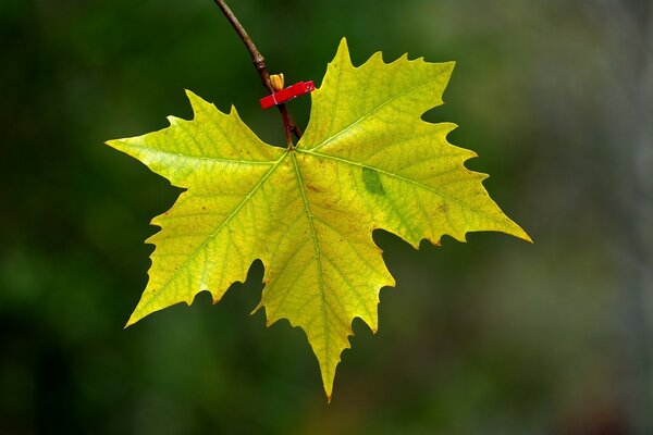 Macro photography autumn maple leaf