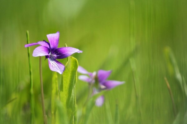 Fotografia macro di un fiore viola su sfondo verde