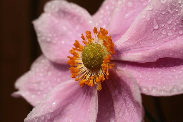 Macro photography of a delicate flower with dew drops