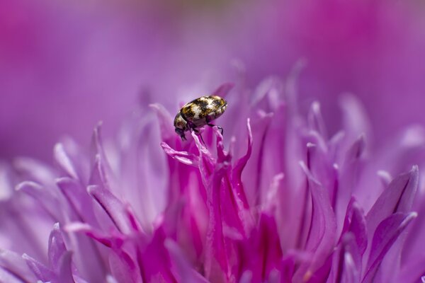 Winzige Insekten auf einer Blume