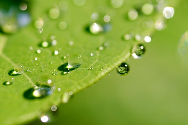 Macros de gotas de rocío en la planta