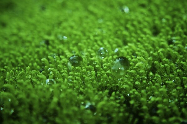 Macro photography rain falling on dew