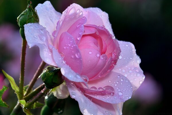 Gotas de chuva em pétalas cor-de-rosa