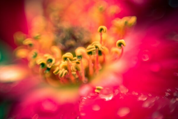 Flor rosa cerca de gotas de rocío