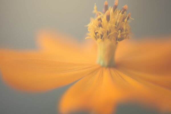 Espacio de flor naranja y amarilla