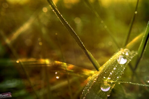 Dew drops on the grass in the sunlight