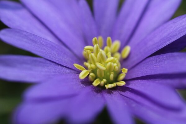 Purple flower with yellow stamens