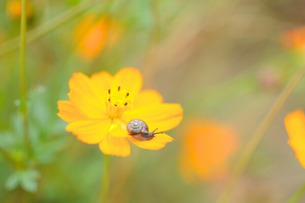 Fotografia Macro de caracol na pétala de uma flor