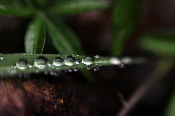 Macro photography of dew drops on a sheet