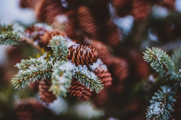 The green and yellow cones were dusted with snow