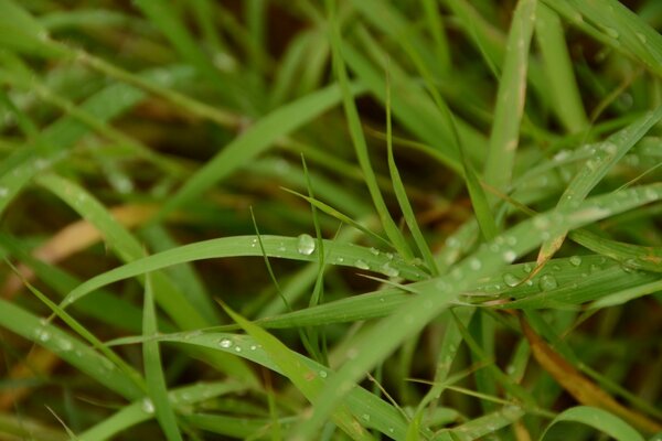 Drops of dew on the green grass