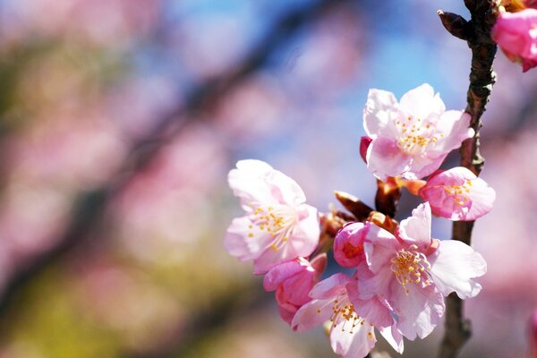 Macro photography of blossoming cherry blossoms