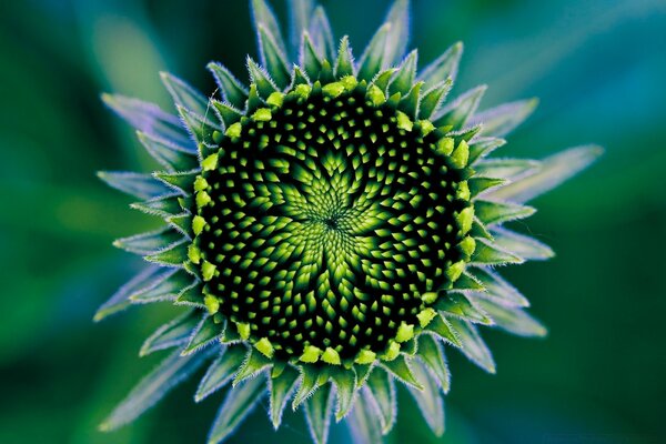 Blooming of a flower in warm rays